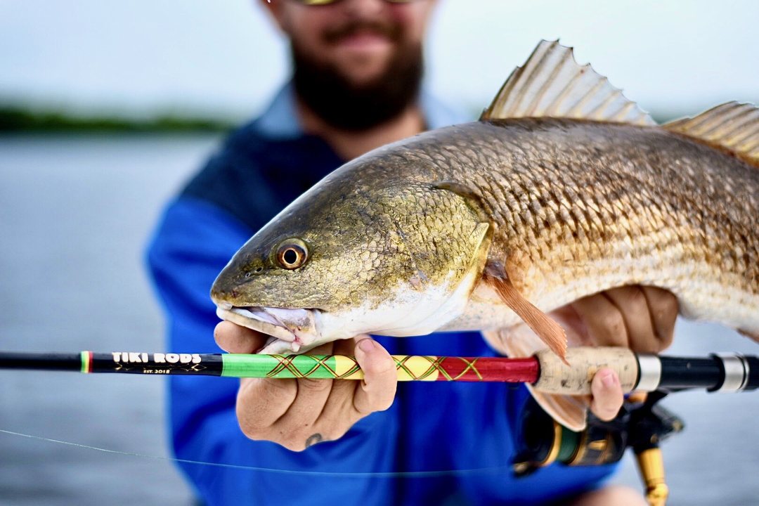 An angler on the water holding a redfish alongside the Tiki rod that caught it, the blank wrapped in green, red and gold with the Tiki Rods decal showing